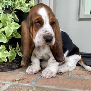 Winston, Basset Hound Puppy