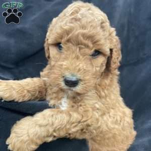 Lolla, Mini Goldendoodle Puppy
