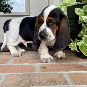 Banjo, Basset Hound Puppy