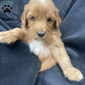 Peanut, Mini Goldendoodle Puppy