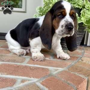 Banjo, Basset Hound Puppy