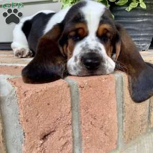 Banjo, Basset Hound Puppy