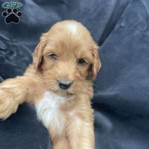 Peanut, Mini Goldendoodle Puppy