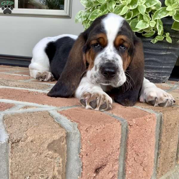 Banjo, Basset Hound Puppy