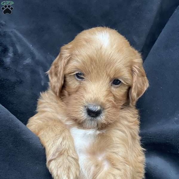 Peanut, Mini Goldendoodle Puppy