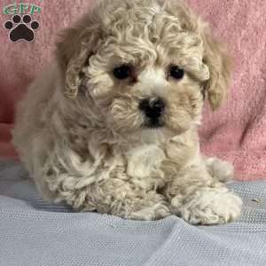 Marielle, Bich-Poo Puppy