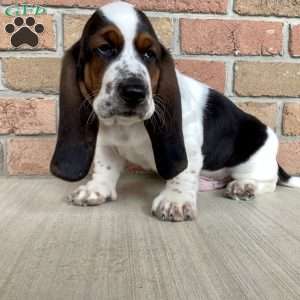 Banjo, Basset Hound Puppy