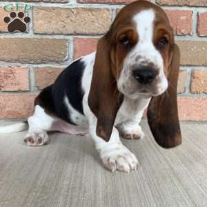 Winston, Basset Hound Puppy