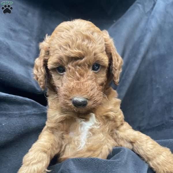 Rusty, Mini Goldendoodle Puppy