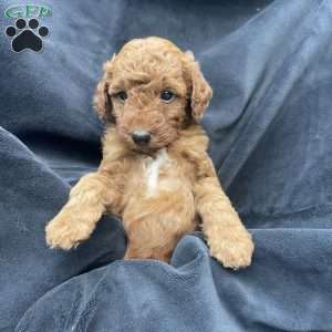 Rusty, Mini Goldendoodle Puppy