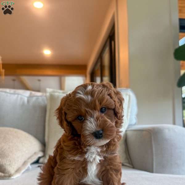Canyon, Cavapoo Puppy