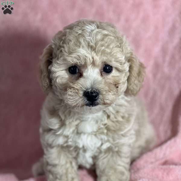 Marielle, Bich-Poo Puppy