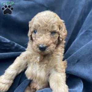 Missy, Mini Goldendoodle Puppy