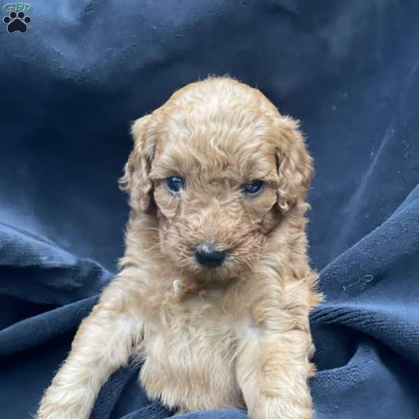 Missy, Mini Goldendoodle Puppy