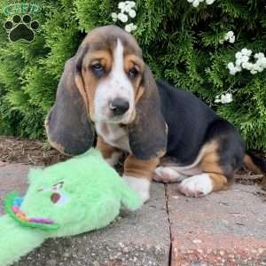 Cinder, Basset Hound Puppy