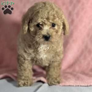 Mira, Bich-Poo Puppy