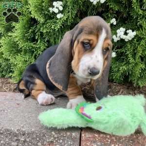 Cinder, Basset Hound Puppy