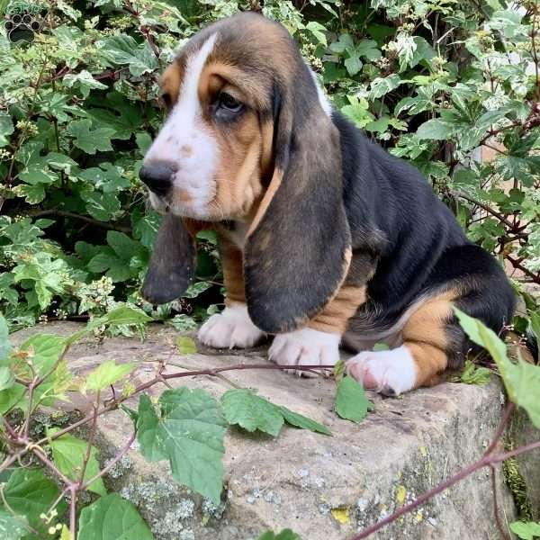 Cinder, Basset Hound Puppy