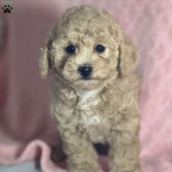 Mira, Bich-Poo Puppy