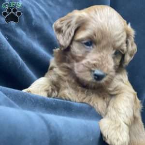 Coco, Mini Goldendoodle Puppy