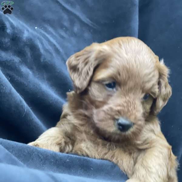 Coco, Mini Goldendoodle Puppy