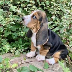 Cinder, Basset Hound Puppy