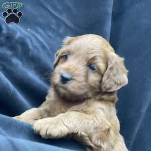 Coco, Mini Goldendoodle Puppy