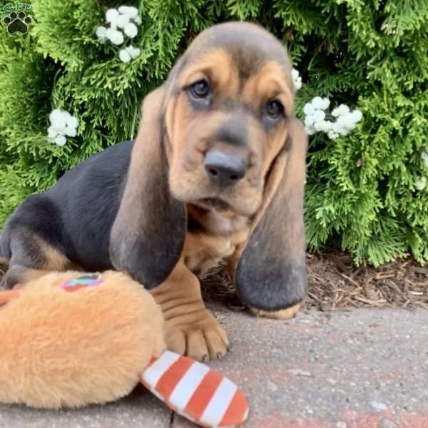 Rosco, Basset Hound Puppy