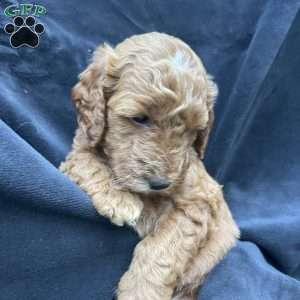Cookie, Mini Goldendoodle Puppy
