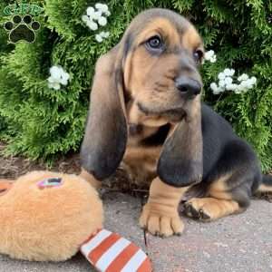 Rosco, Basset Hound Puppy