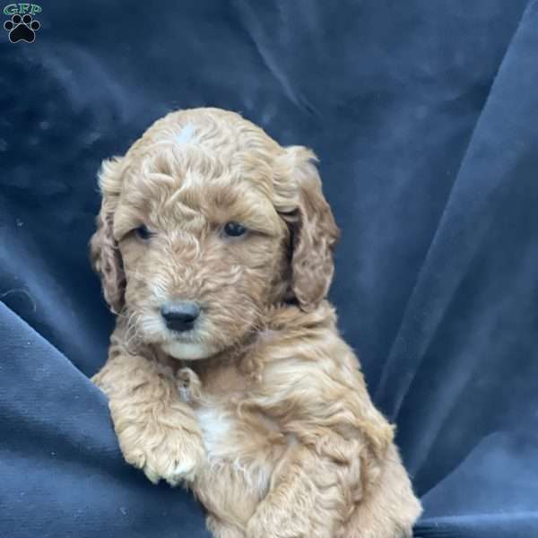 Cookie, Mini Goldendoodle Puppy
