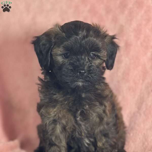 Aurora, Shih-Poo Puppy