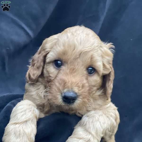 Daisy, Mini Goldendoodle Puppy