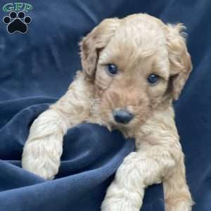 Daisy, Mini Goldendoodle Puppy