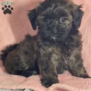 Aurora, Shih-Poo Puppy