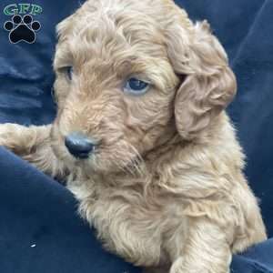 Bella, Mini Goldendoodle Puppy