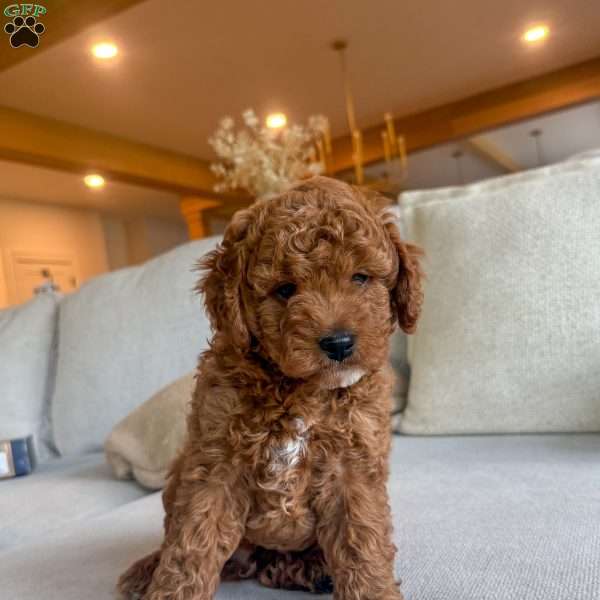 Oaks, Cavapoo Puppy