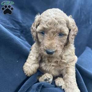 Bella, Mini Goldendoodle Puppy