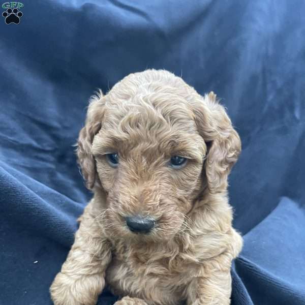 Bella, Mini Goldendoodle Puppy
