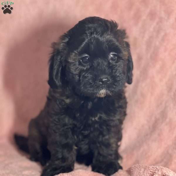 Ami, Shih-Poo Puppy