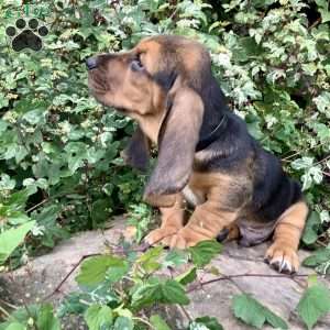 Turbo, Basset Hound Puppy