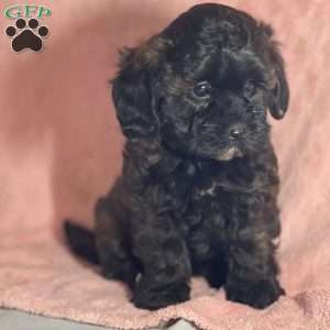 Ami, Shih-Poo Puppy