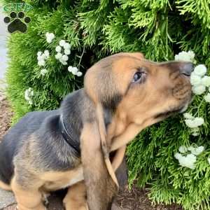 Turbo, Basset Hound Puppy