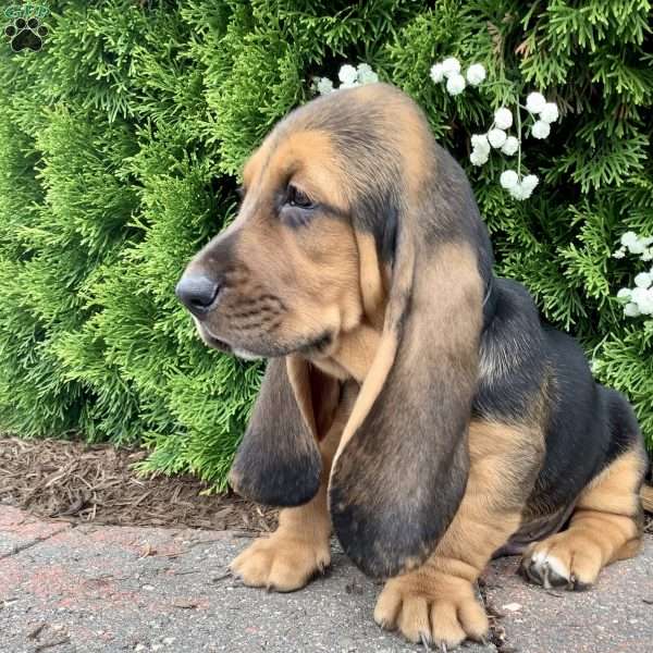 Turbo, Basset Hound Puppy