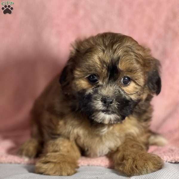 Angeline, Shih-Poo Puppy