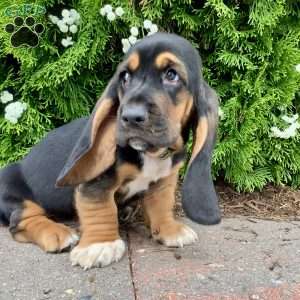 Copper, Basset Hound Puppy