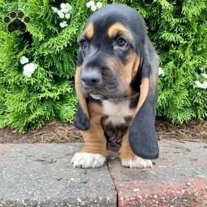 Copper, Basset Hound Puppy