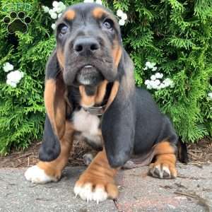 Copper, Basset Hound Puppy