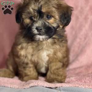 Angeline, Shih-Poo Puppy