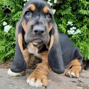 Copper, Basset Hound Puppy